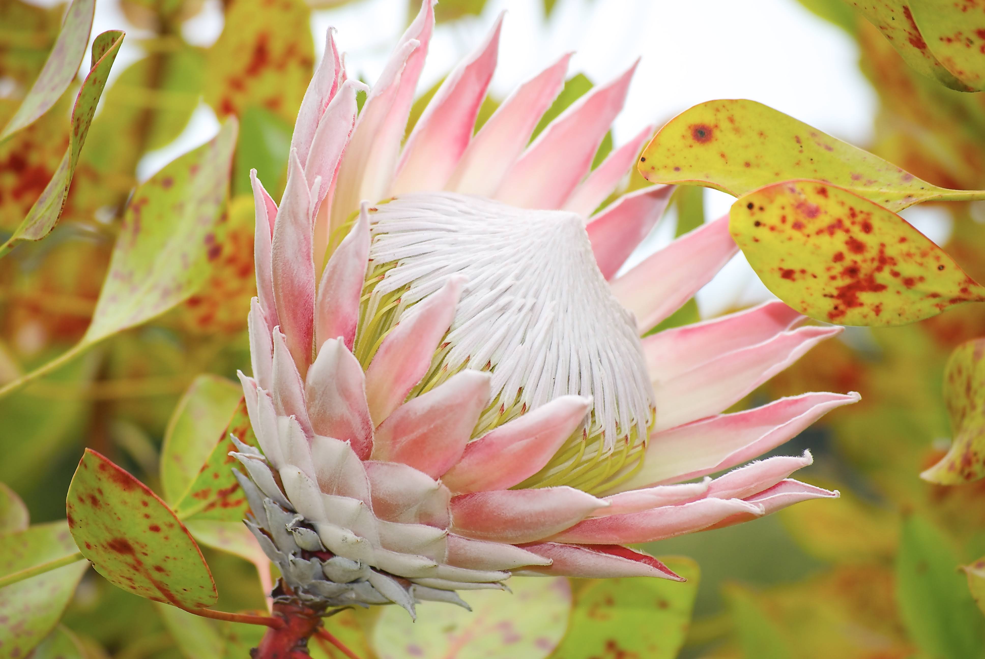 protea